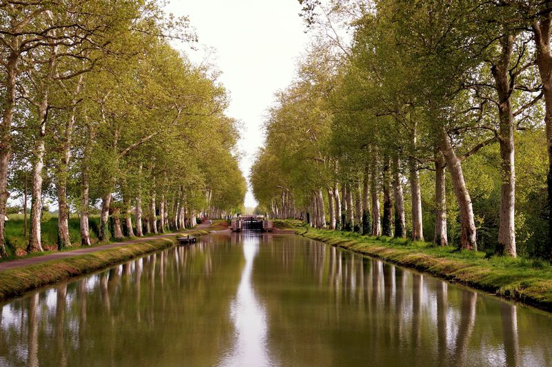 Rosa-Gascony-Canal