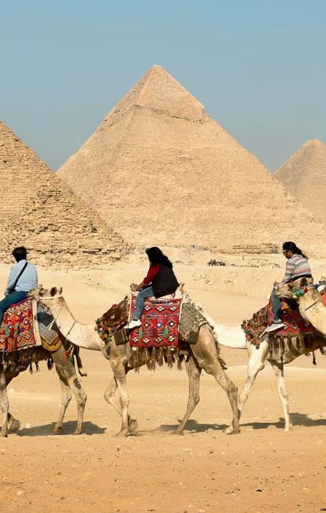 Camels Cairo